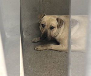 Mutt Dogs for adoption in San Bernardino, CA, USA