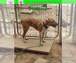 Small Photo #2 Australian Shepherd-Beagle Mix Puppy For Sale in Pensacola, FL, USA