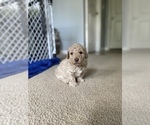 Small Photo #5 Goldendoodle (Miniature) Puppy For Sale in GRESHAM, OR, USA