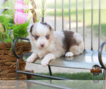 Small #7 Miniature Australian Shepherd