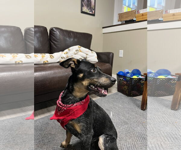 Medium Photo #2 Mutt Puppy For Sale in Emmett, ID, USA