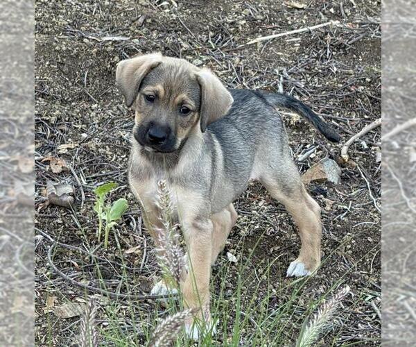Medium Photo #2 Unknown-Whippet Mix Puppy For Sale in San Diego, CA, USA