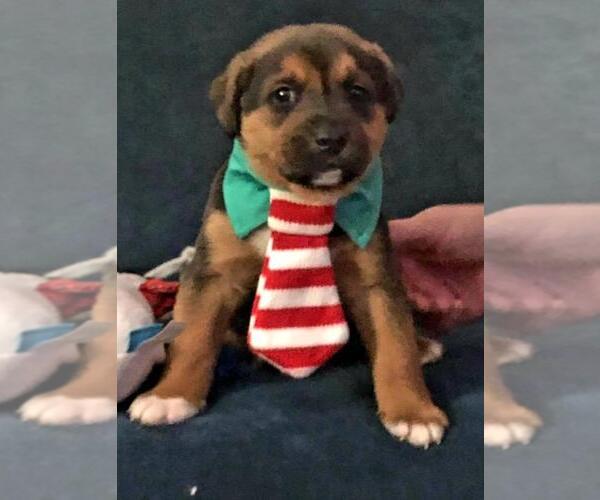 Medium Photo #9 Mutt Puppy For Sale in Garner, NC, USA