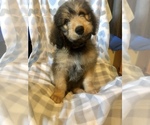 Small Photo #7 Bernedoodle Puppy For Sale in WINTER, WI, USA