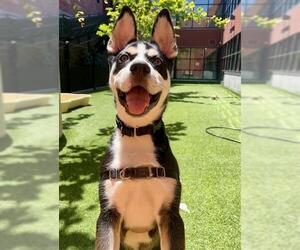 Siberian Husky-Unknown Mix Dogs for adoption in San Francisco, CA, USA