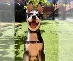 Small Siberian Husky Mix