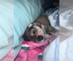 Small Photo #23 Schnauzer (Miniature) Puppy For Sale in LEHIGH ACRES, FL, USA