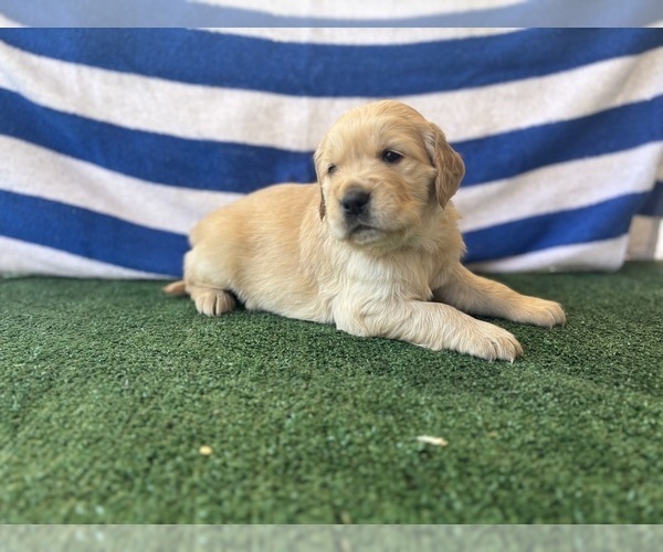 Medium Photo #4 Golden Retriever Puppy For Sale in CERES, CA, USA