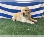 Small #3 Golden Retriever