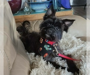 Mutt Dogs for adoption in Spring Lake, NC, USA