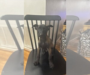 Elements Litter - Argon - Located in New York - Male Mutt Dog for Adoption - Photo #4