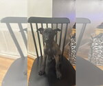 Small Photo #4 Mutt Puppy For Sale in Imlay City, MI, USA