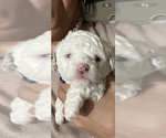 Small Photo #17 Poodle (Toy) Puppy For Sale in MURRIETA, CA, USA