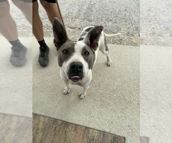 Medium Photo #4 Mutt Puppy For Sale in Evansville, IN, USA