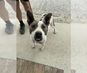 Cherry - Female Mutt Dog for Adoption - Photo #4