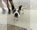Small #3 Mutt