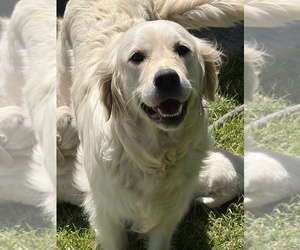 Mother of the English Cream Golden Retriever puppies born on 05/07/2026