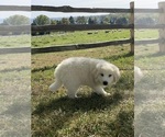 Small Photo #5 Great Pyrenees Puppy For Sale in CANOGA, NY, USA