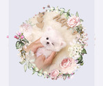 Small Photo #1 Maltese Puppy For Sale in Seoul, Seoul, Korea, South