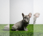 Small Photo #10 French Bulldog Puppy For Sale in GAINESVILLE, FL, USA