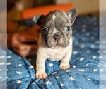 Small Photo #2 French Bulldog Puppy For Sale in ELM GROVE, WI, USA