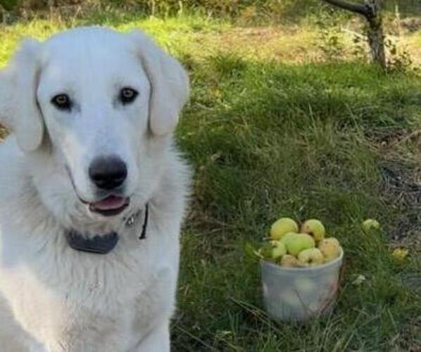 Medium Photo #1 Great Pyrenees Puppy For Sale in TRUCKEE, CA, USA