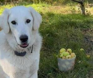 Great Pyrenees Dogs for adoption in TRUCKEE, CA, USA