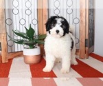 Small Photo #2 Miniature Bernedoodle Puppy For Sale in NAPLES, FL, USA