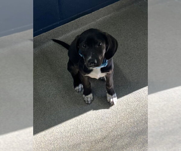 Medium Photo #1 Labrador Retriever-Unknown Mix Puppy For Sale in Sterling, MA, USA