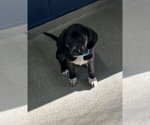 Labrador Retriever-Unknown Mix Dogs for adoption in Sterling, MA, USA