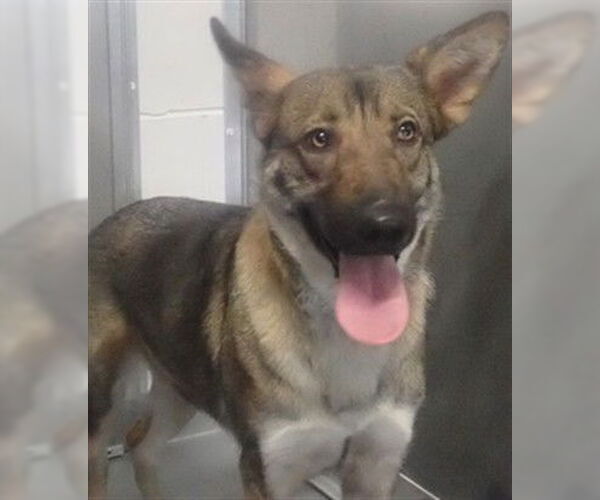 Medium Photo #1 German Shepherd Dog Puppy For Sale in St. Cloud, FL, USA