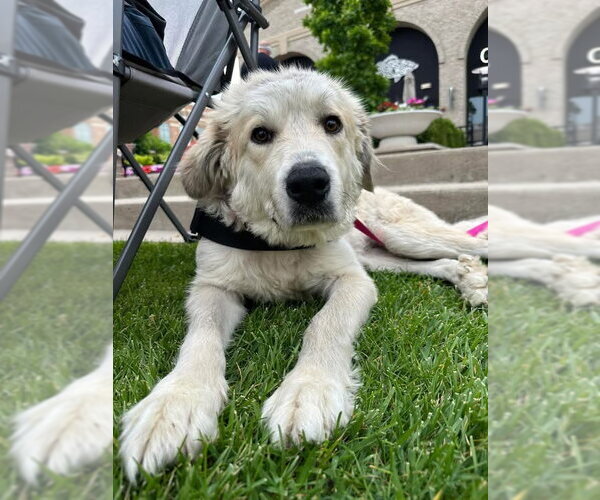 Medium Photo #2 Great Pyrenees-Unknown Mix Puppy For Sale in Germantown, OH, USA