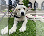 Small #1 Great Pyrenees Mix
