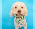 Small #2 Poodle (Miniature) Mix