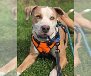 *HULK - Male Mutt Dog for Adoption - Photo #2