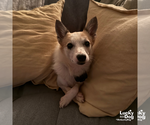 Small Photo #6 Jack Russell Terrier-Unknown Mix Puppy For Sale in Washington, DC, USA
