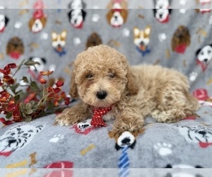 Bichpoo Puppy for sale in LAKELAND, FL, USA