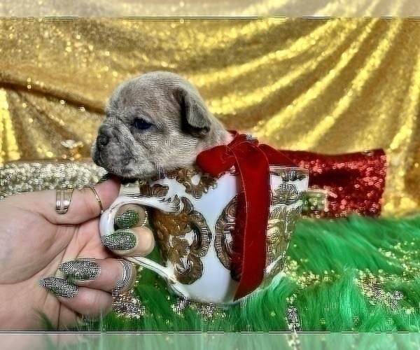 Medium Photo #106 French Bulldog Puppy For Sale in HAYWARD, CA, USA