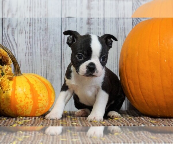 Medium Photo #1 Boston Terrier Puppy For Sale in FREDERICKSBG, OH, USA