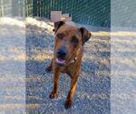 Small American Staffordshire Terrier