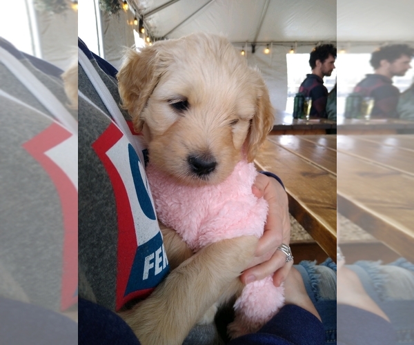 Medium Photo #1 Goldendoodle Puppy For Sale in BEND, OR, USA