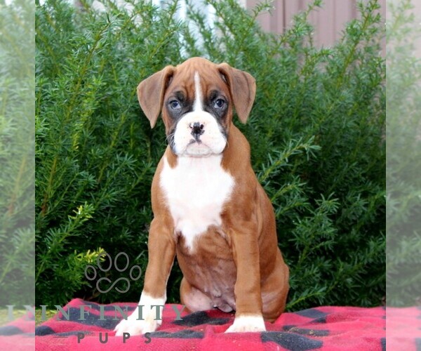 Medium Photo #2 Boxer Puppy For Sale in QUARRYVILLE, PA, USA
