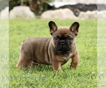 Small French Bulldog
