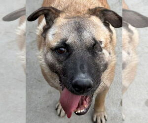Evee (Courtesy Post) -Adopt Me - Female German Shepherd Dog-Unknown Mix Dog for Adoption - Photo #5