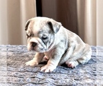 Small #10 English Bulldog