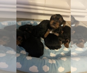 Yorkshire Terrier Puppy for Sale in RANCHO CORDOVA, California USA