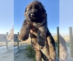 Small #2 German Shepherd Dog