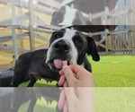 Small #1 Mutt
