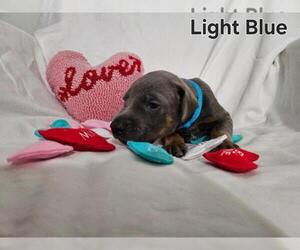 Doberman Pinscher Puppy for sale in CLINTON, OH, USA
