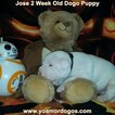 Small Photo #192 Dogo Argentino Puppy For Sale in JANE, MO, USA